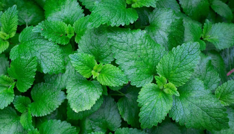 Health Benefits of Mint Leaves You Never Knew Earlier