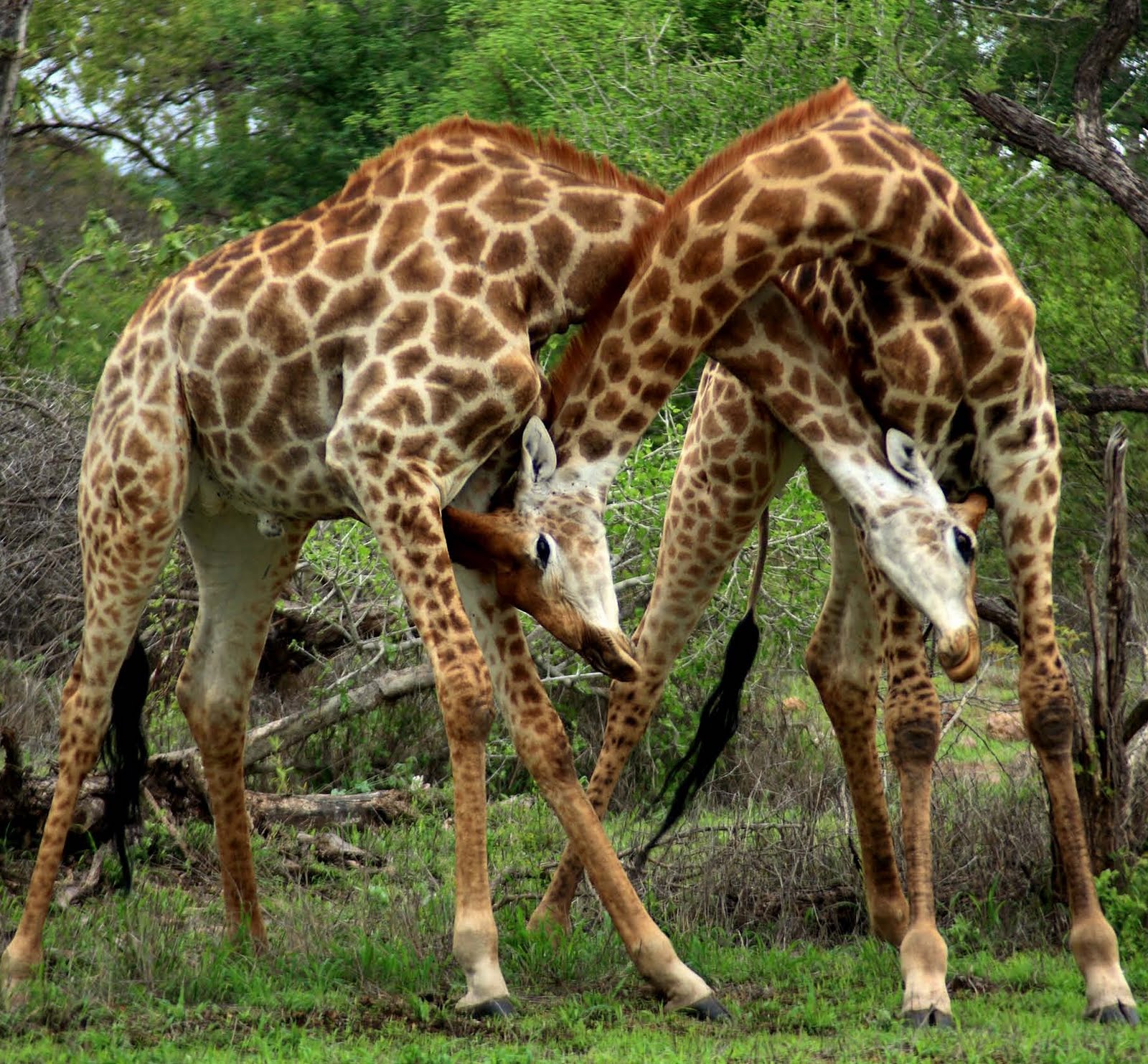 Unbelievable! Do You Know These Animals Practicing Homosexuality!
