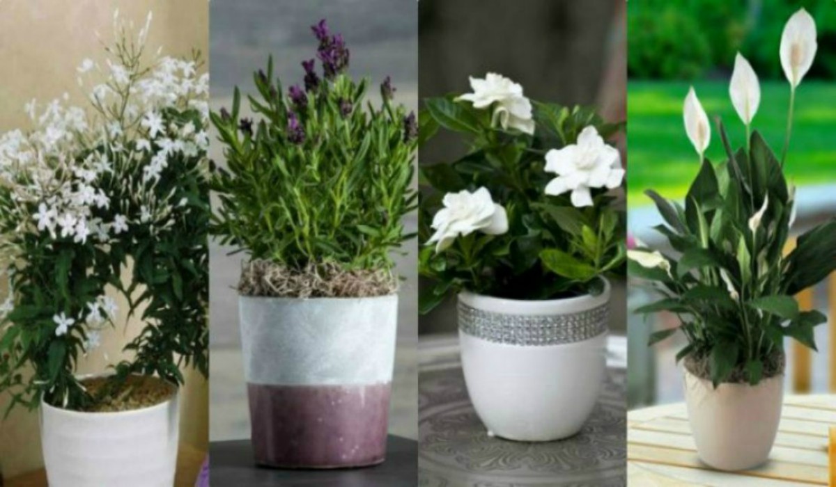 5 Most Surprising Bedroom Plants That Give You The Best
