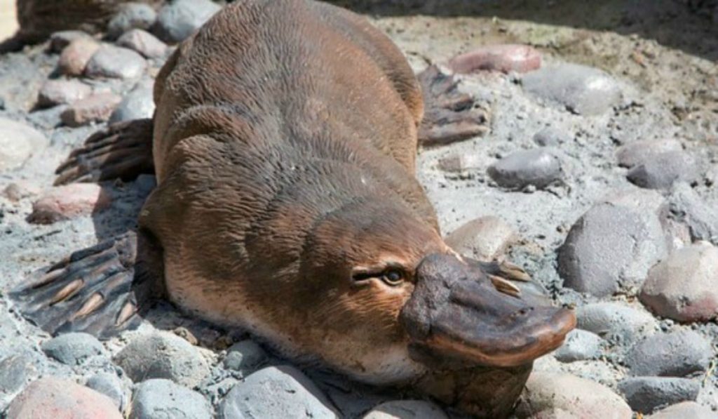The Only Animal That Gives MILK As Well As Lays EGGS In The World, Platypus