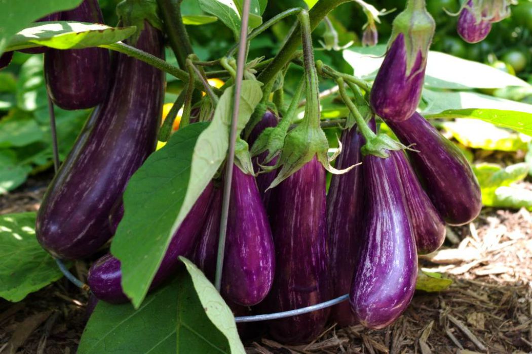 6 Marvellous Beauty Benefits of Brinjal or Egg Plant You Have Never Known -  Lifeandtrendz