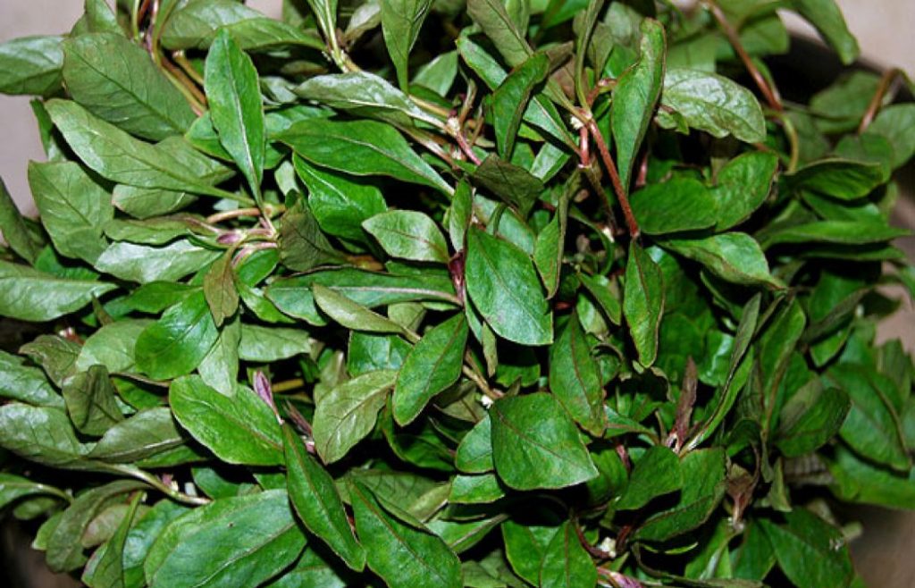 7 Healthful Benefits of Dwarf Copper Leaf or Garundi or Ponnanganni Keerai