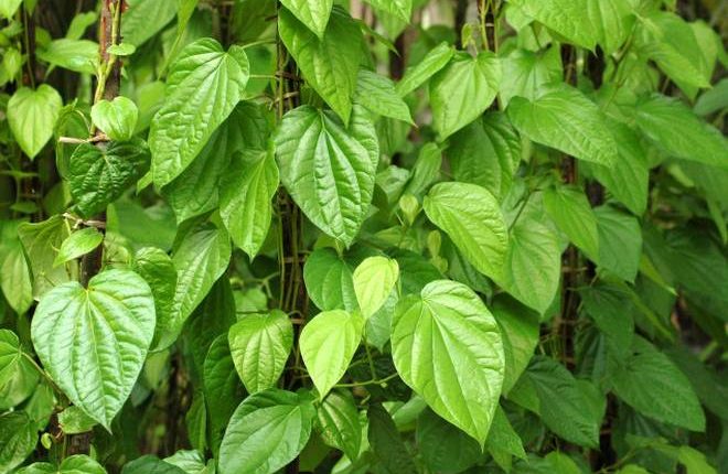 The Secret Behind Chewing Betel Leaves After A Meal