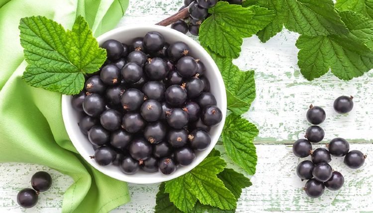 6 Confounding Health Benefits of Black Currant Fruit