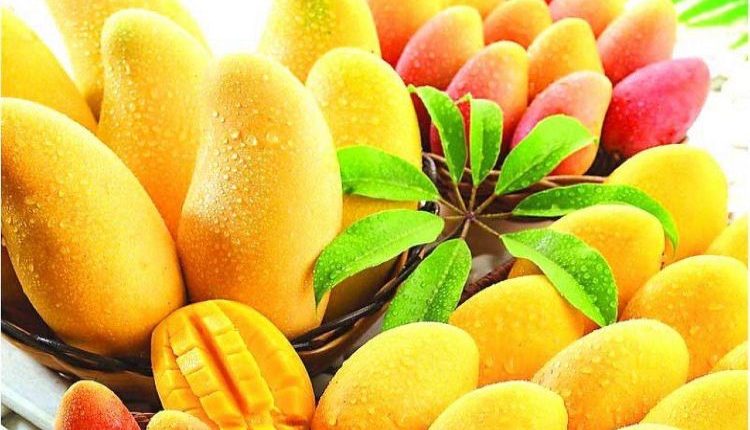 Love Mangoes? Here are the 8 Interesting Things to Read