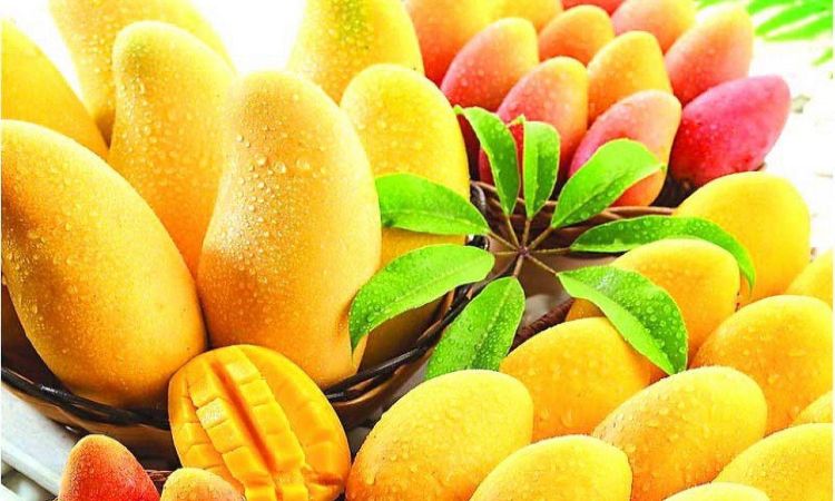 Love Mangoes? Here are the 8 Interesting Things to Read