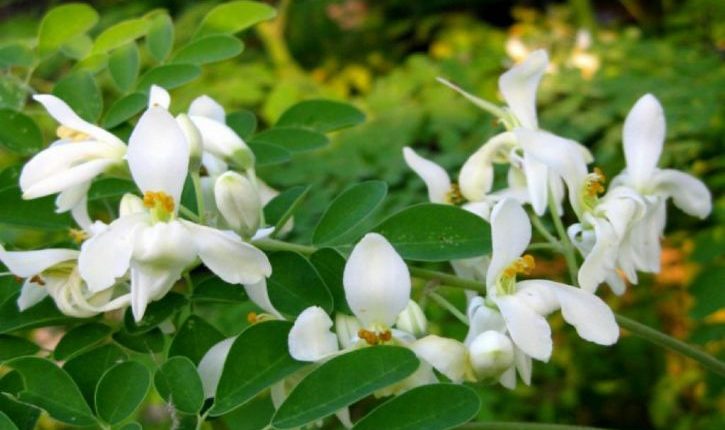 5 Greatest Benefits of Moringa Flowers You Probably Dont Know