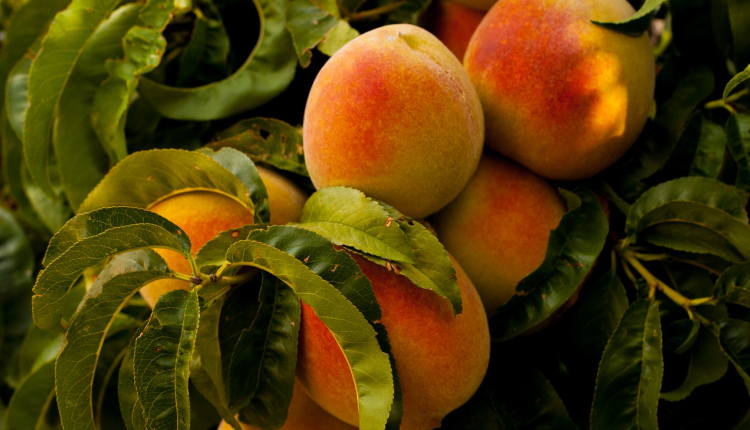 What Peaches could offer your skin?