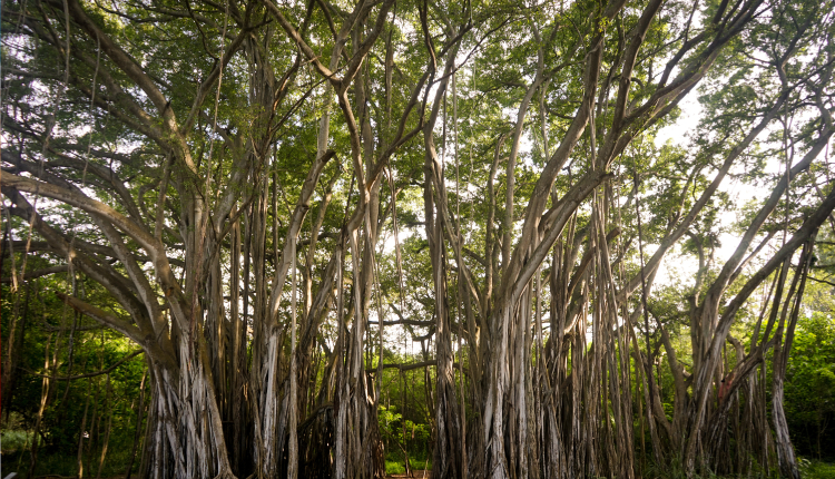 Can Banyan Tree Enhance Your Skin? - Lifeandtrendz