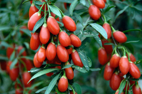 goji berries