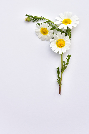 Chamomile