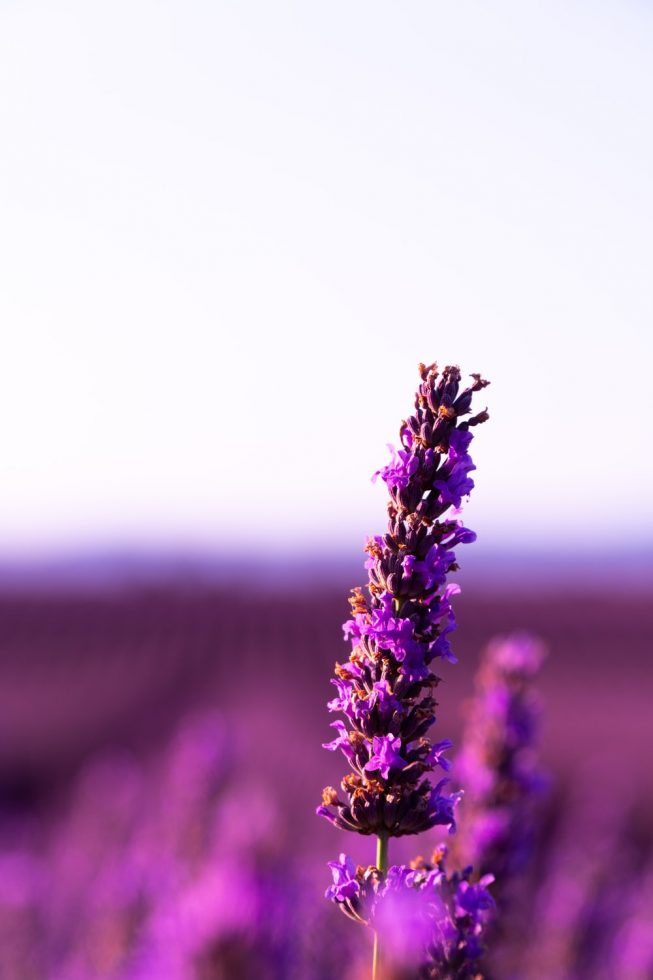 lavender