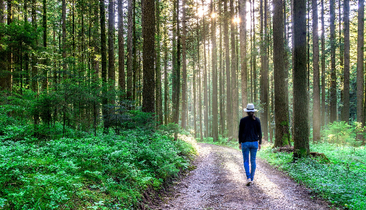 5 Unbelievable Health Benefits of Walking In The Forest