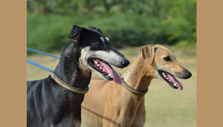 Top 10 Indian Dog Breeds you should know