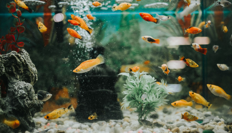 Why Having an Aquarium in Your Home is Good Idea?