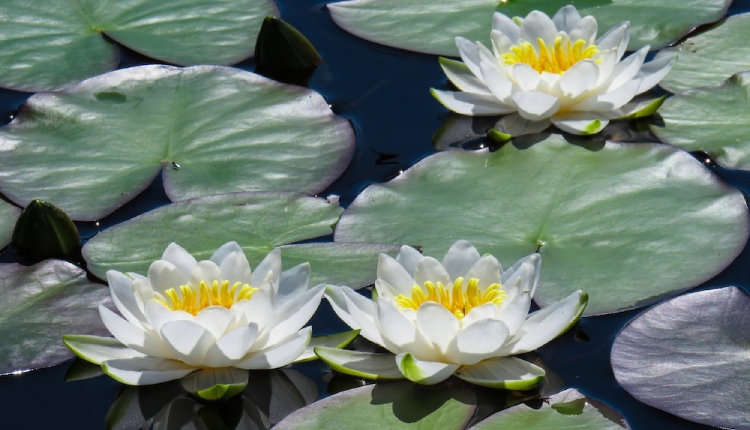 5 Magical Beauty Benefits of White Water Lily