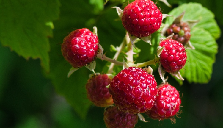 Surprising Health Benefits of Raspberries