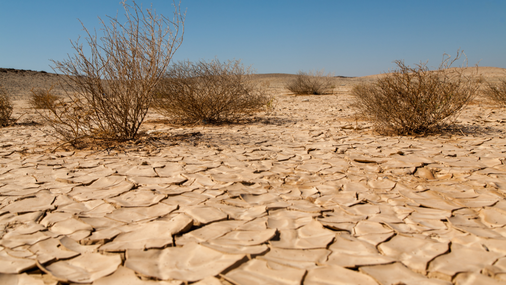 World Day of Desertification and Drought