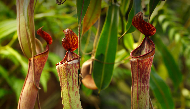 5 Carnivorous Plants You May Shock to Know About