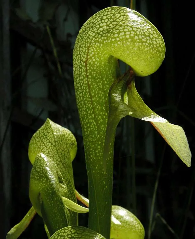 Cobra Lily