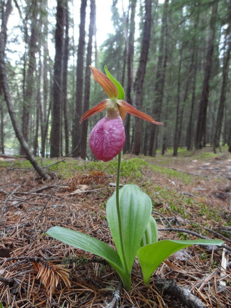 MOCCASIN PLANT