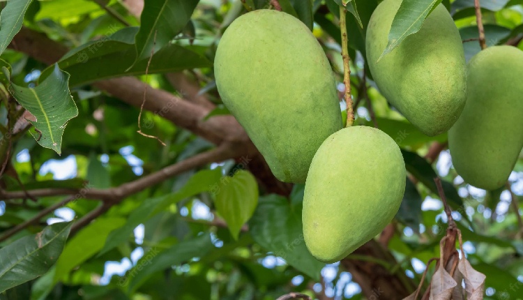 Unknown Health Benefits of Raw Mango or Green Mango