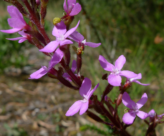 Trigger Plant