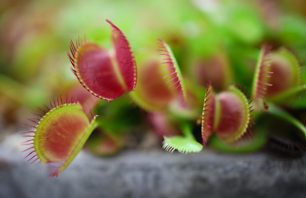 VENUS FLY TRAP