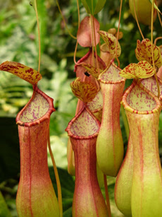 Tropical Pitcher plant