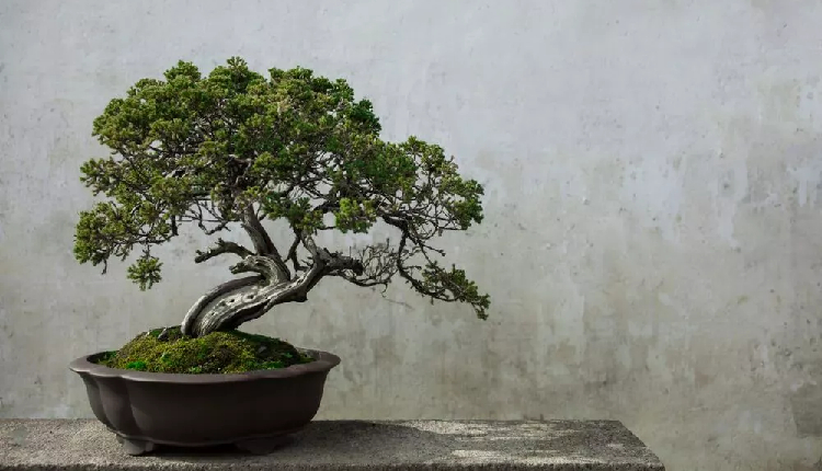 Bonsai Trees: Facts You Should Know