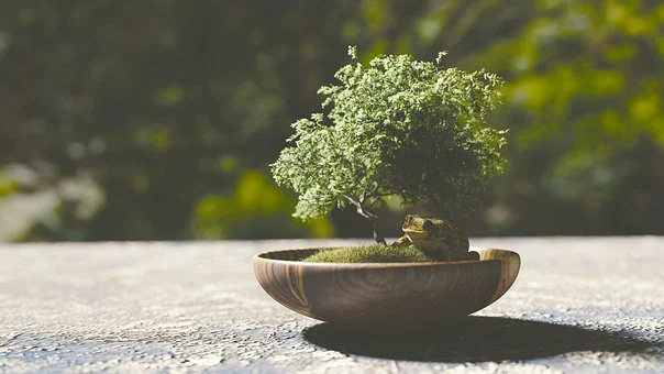 Bonsai tree