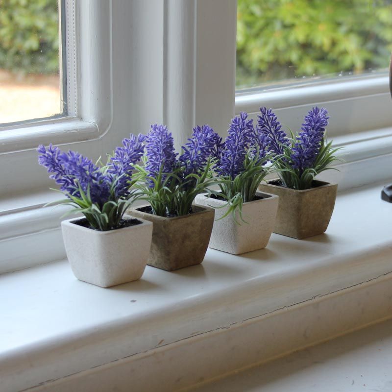 lavender