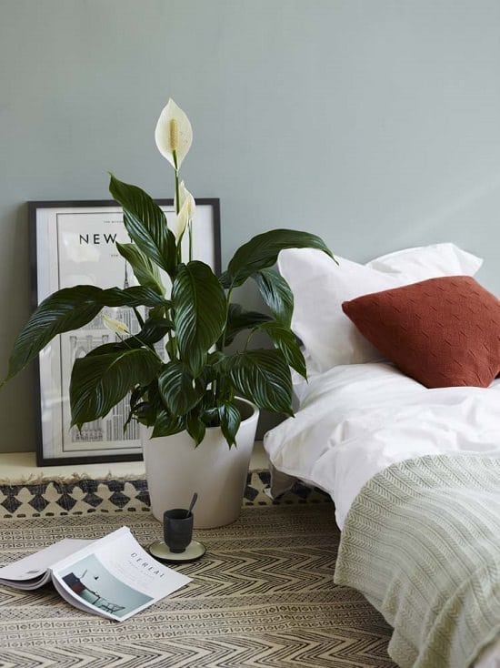 Peace Lily 