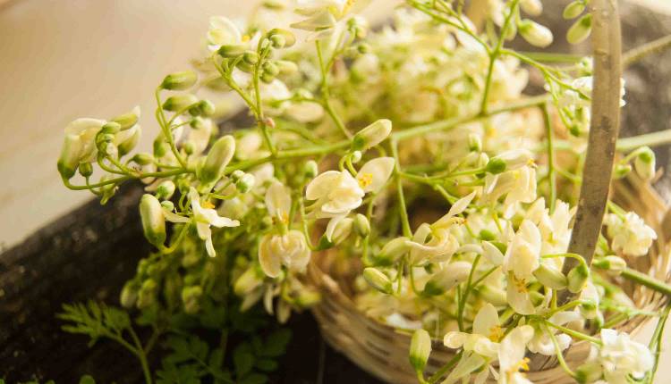 5 Health Benefits of Moringa Flower
