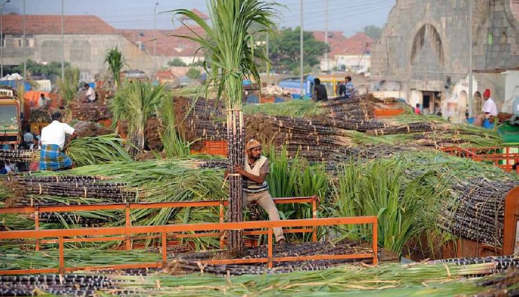 Village Tour on this Pongal: Benefits