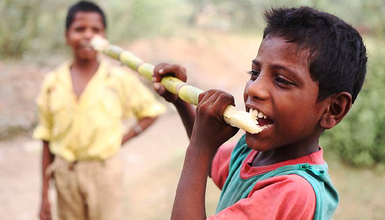5 Benefits of Eating Sugarcane: Happy Pongal!