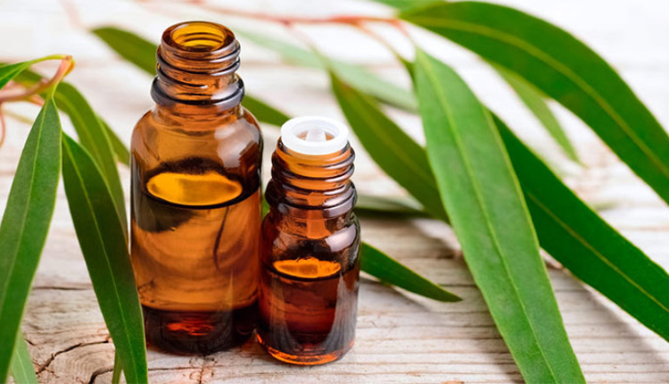 Eucalyptus Oil