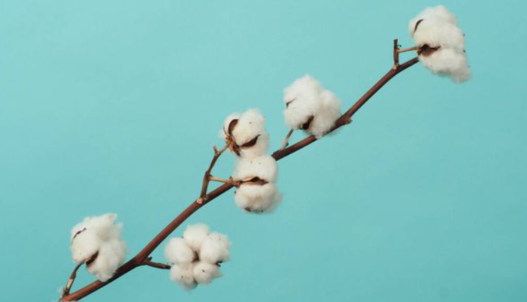 Why Cotton Balls are a Must-Have for Your Face Cleansing Routine?
