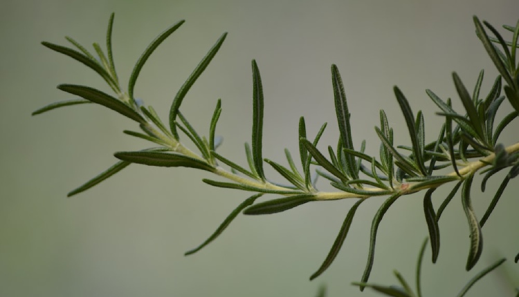 6 Health Benefits of Rosemary Herb You Should Know