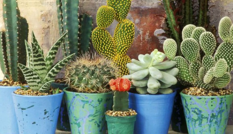 7 Most Unbelievable Reasons To Grow Succulents In Your Home Garden