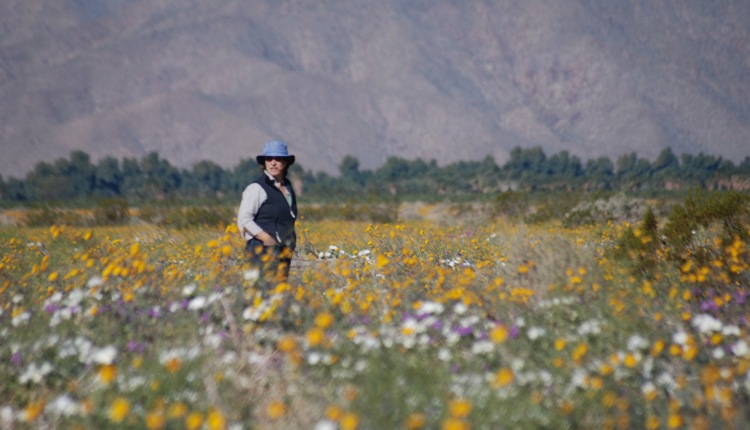 Borrego Springs