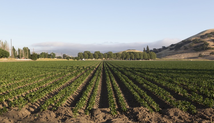 Paso Robles