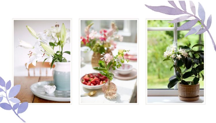 fragrant plants for sleep
