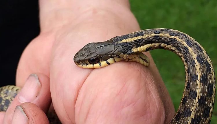 India snakebite crisis climate change 2025