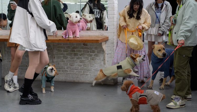 Luxury pet apparel China 2025