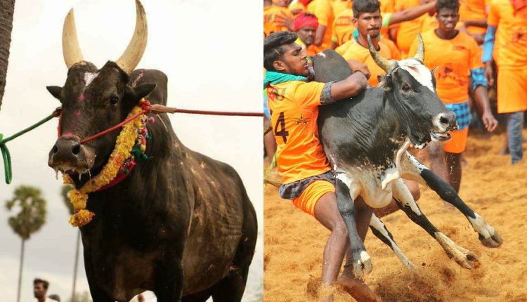 Jallikattu traditional sport